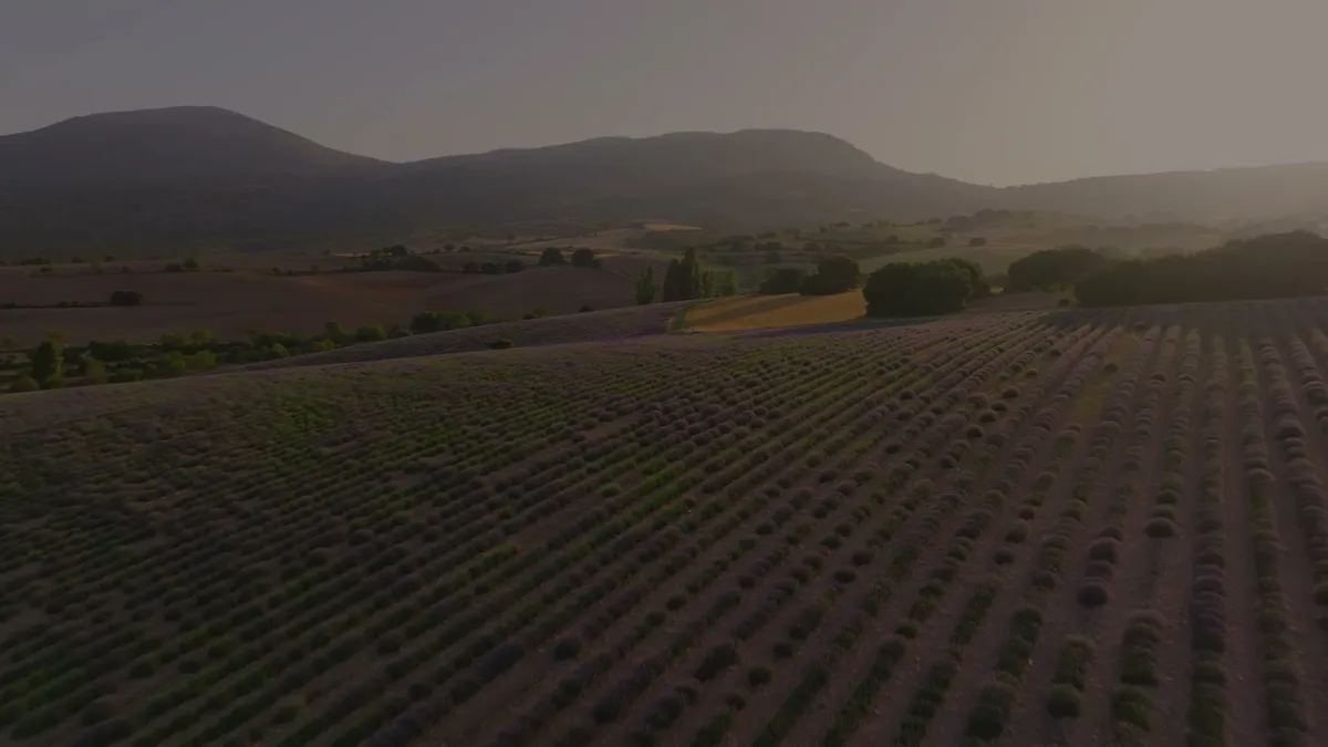 Plano aéreo de campos de lavanda al amanecer